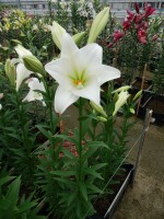 [5139 Global Harmony Mak No01.JPG]